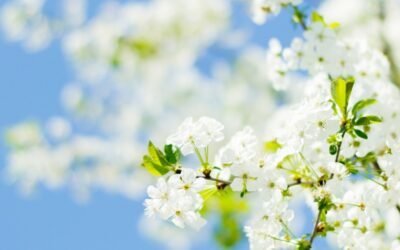 The Arrival of Spring: Embracing the Change of Seasons